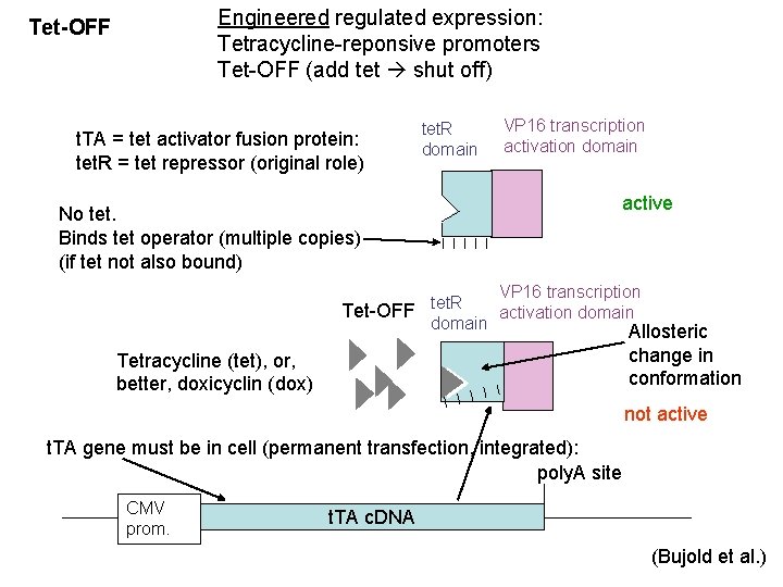 Engineered regulated expression: Tetracycline-reponsive promoters Tet-OFF (add tet shut off) Tet-OFF t. TA =