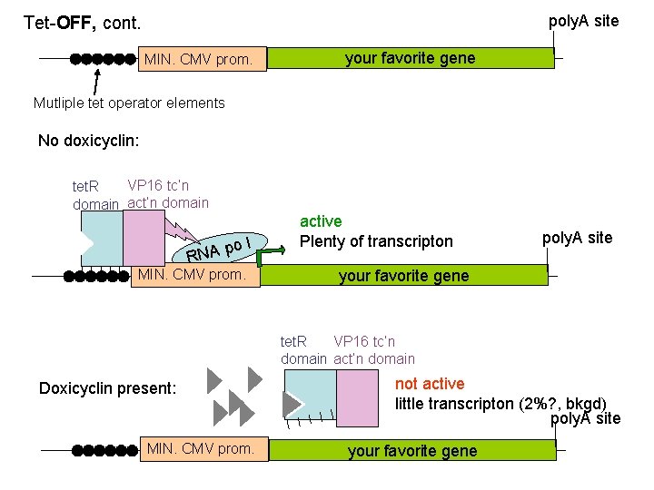poly. A site Tet-OFF, cont. MIN. CMV prom. your favorite gene Mutliple tet operator
