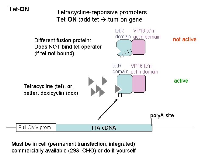 Tet-ON Tetracycline-reponsive promoters Tet-ON (add tet turn on gene Different fusion protein: Does NOT