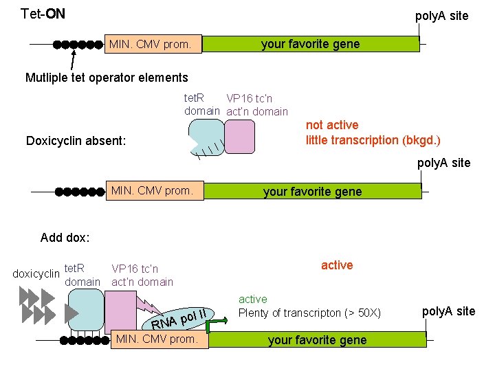 Tet-ON poly. A site MIN. CMV prom. your favorite gene Mutliple tet operator elements