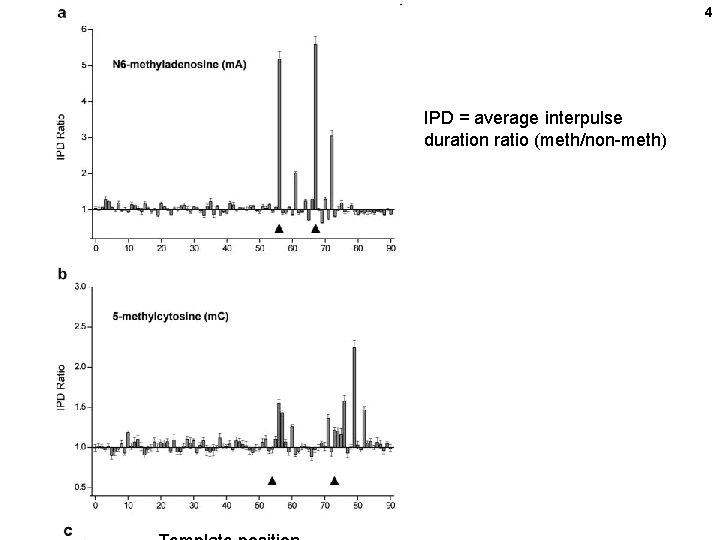 4 IPD = average interpulse duration ratio (meth/non-meth) 