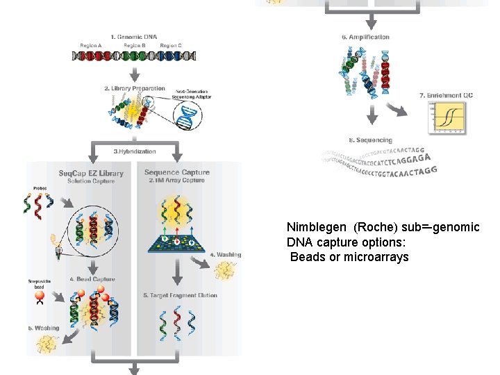 7 Nimblegen (Roche) sub=-genomic DNA capture options: Beads or microarrays 