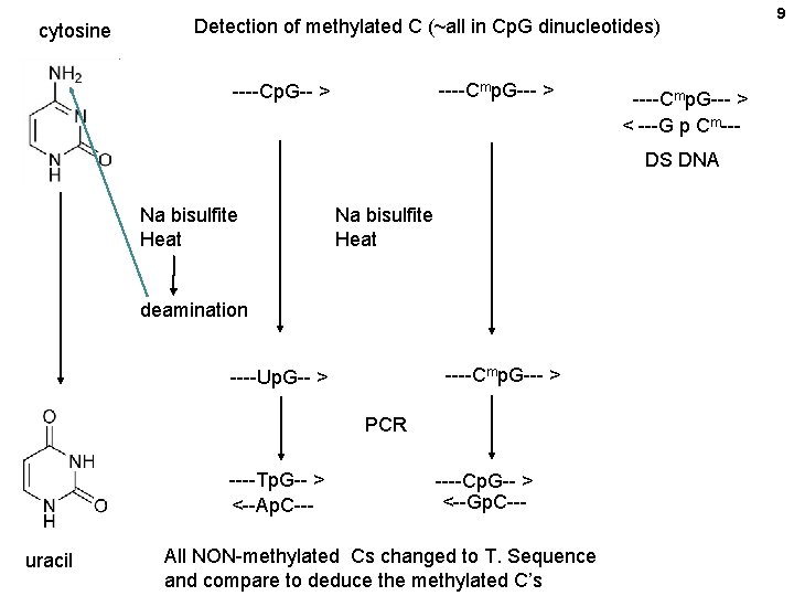 cytosine Detection of methylated C (~all in Cp. G dinucleotides) ----Cmp. G--- > ----Cp.
