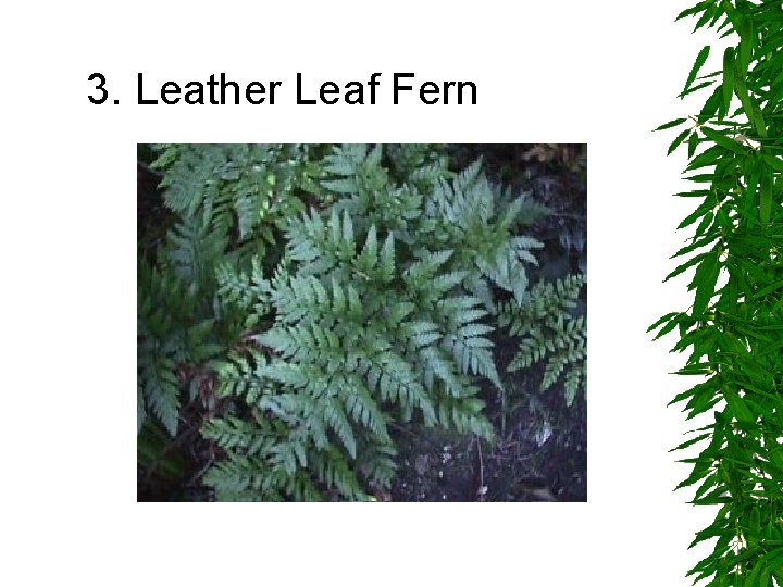 3. Leather Leaf Fern 