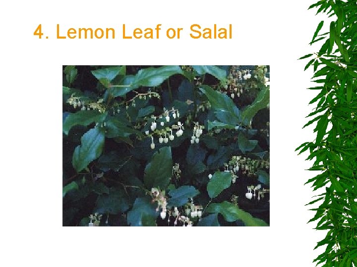 4. Lemon Leaf or Salal 