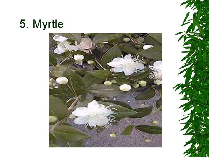 5. Myrtle 