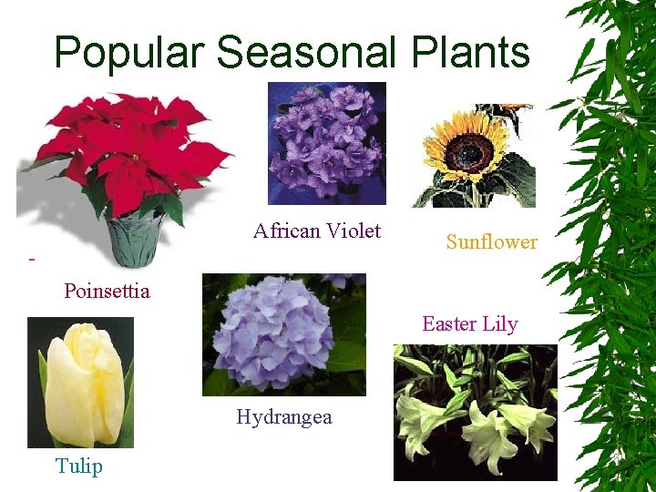 Popular Seasonal Plants Poinsettia African Violet Easter Lily Hydrangea Tulip Sunflower 