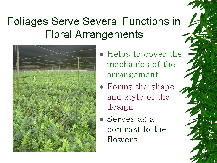 Foliages Serve Several Functions in Floral Arrangements Helps to cover the mechanics of the