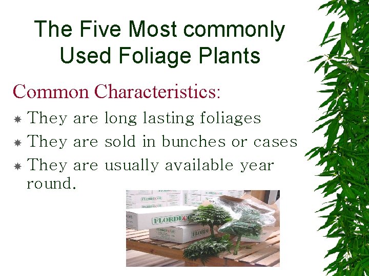 The Five Most commonly Used Foliage Plants Common Characteristics: They are long lasting foliages