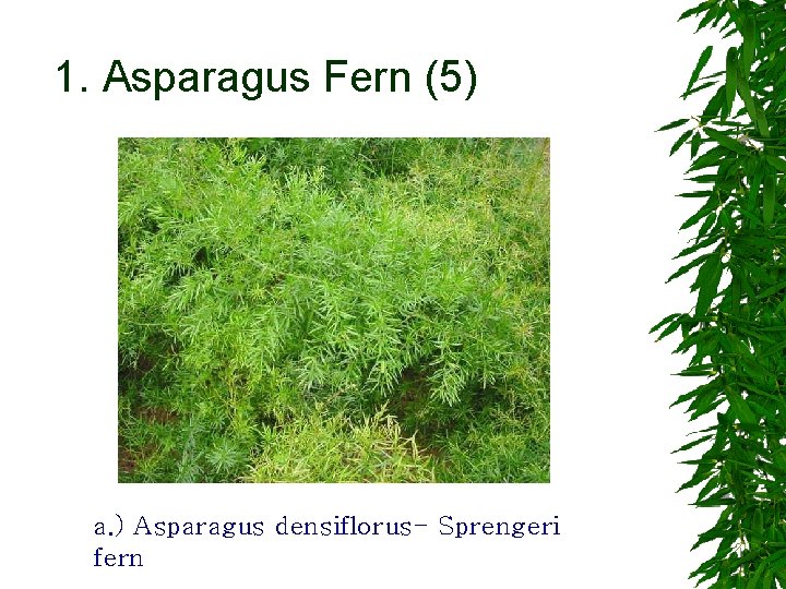 1. Asparagus Fern (5) a. ) Asparagus densiflorus- Sprengeri fern 