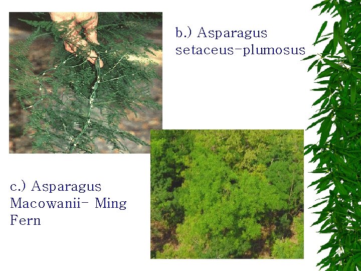 b. ) Asparagus setaceus-plumosus c. ) Asparagus Macowanii- Ming Fern 