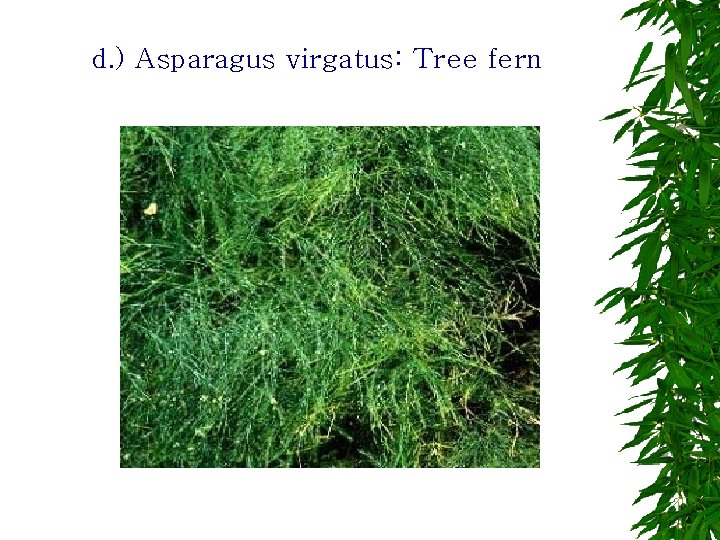 d. ) Asparagus virgatus: Tree fern 