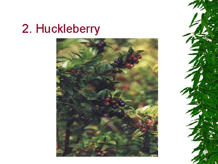 2. Huckleberry 