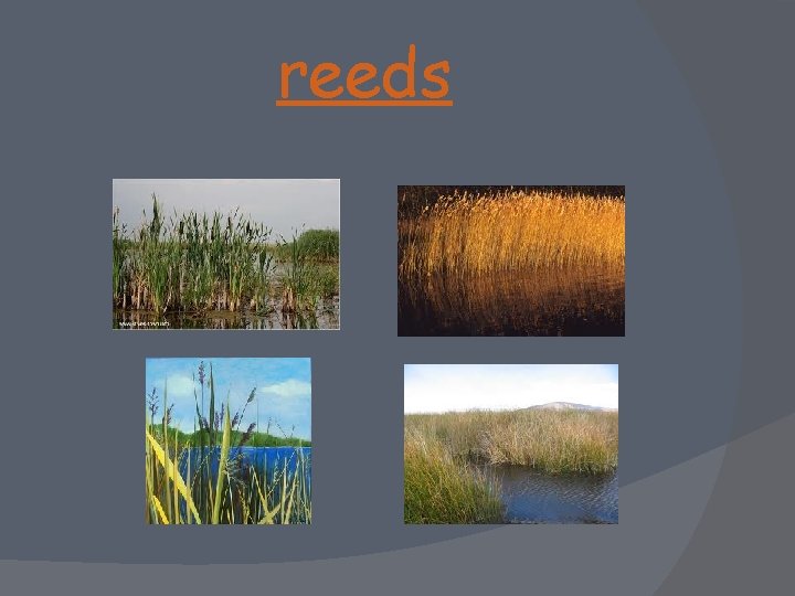 reeds 