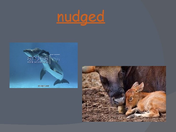 nudged 