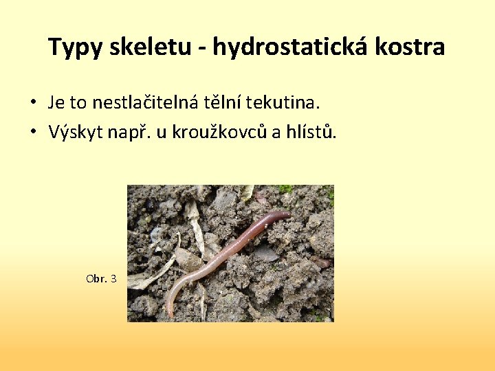 Typy skeletu - hydrostatická kostra • Je to nestlačitelná tělní tekutina. • Výskyt např.