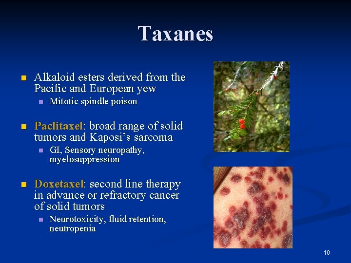 Taxanes n Alkaloid esters derived from the Pacific and European yew n n Paclitaxel: