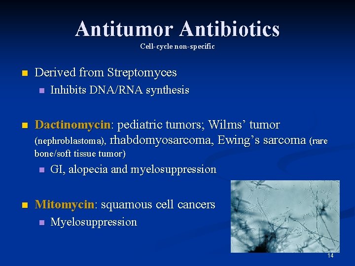 Antitumor Antibiotics Cell-cycle non-specific n Derived from Streptomyces n n Inhibits DNA/RNA synthesis Dactinomycin: