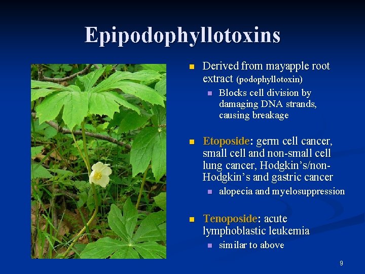 Epipodophyllotoxins n Derived from mayapple root extract (podophyllotoxin) n n Etoposide: germ cell cancer,