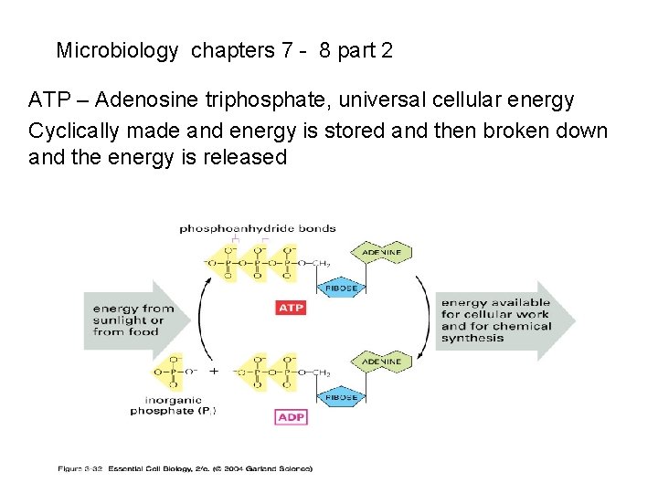 Microbiology chapters 7 - 8 part 2 ATP – Adenosine triphosphate, universal cellular energy