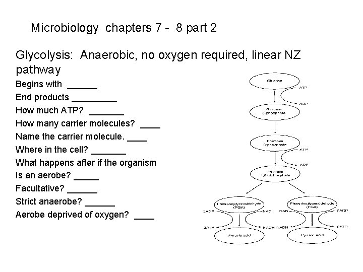Microbiology chapters 7 - 8 part 2 Glycolysis: Anaerobic, no oxygen required, linear NZ