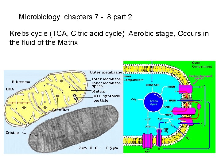 Microbiology chapters 7 - 8 part 2 Krebs cycle (TCA, Citric acid cycle) Aerobic Microbiology chapters 7 - 8 part 2 Krebs cycle (TCA, Citric acid cycle) Aerobic