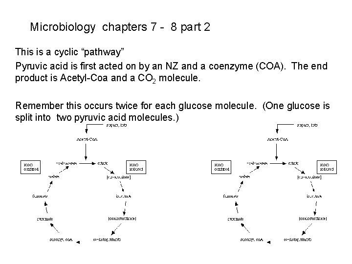 Microbiology chapters 7 - 8 part 2 This is a cyclic “pathway” Pyruvic acid Microbiology chapters 7 - 8 part 2 This is a cyclic “pathway” Pyruvic acid
