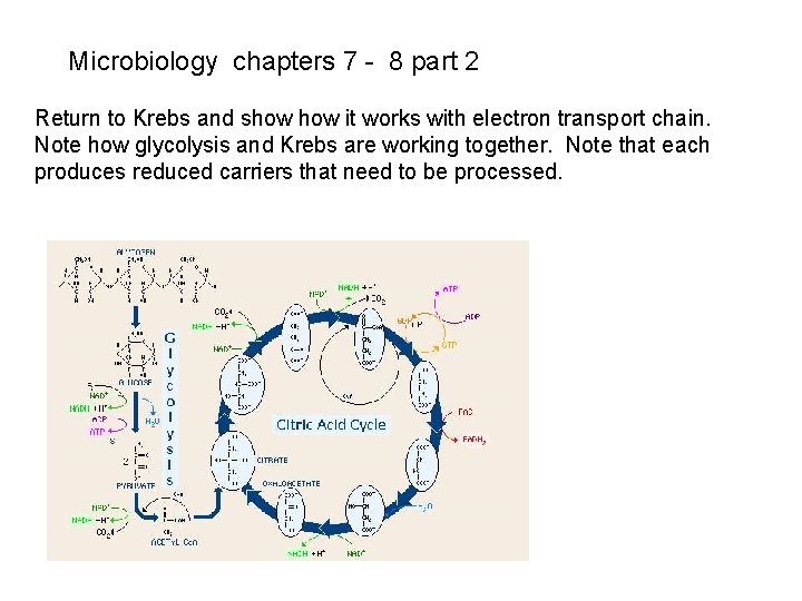 Microbiology chapters 7 - 8 part 2 Return to Krebs and show it works