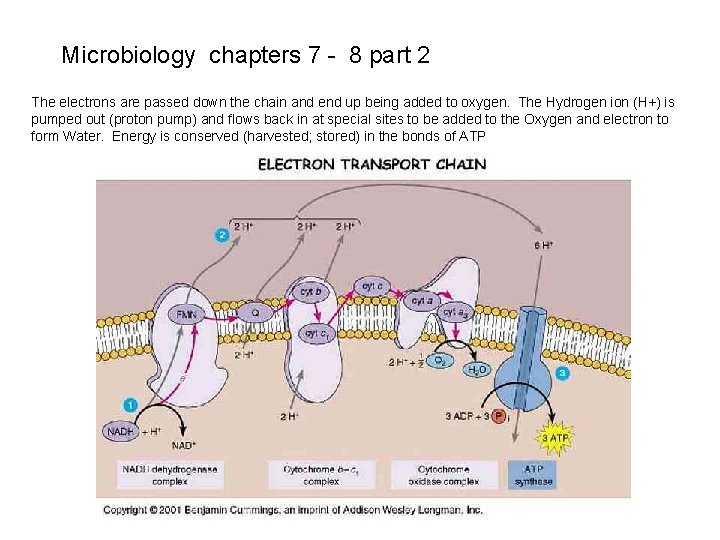 Microbiology chapters 7 - 8 part 2 The electrons are passed down the chain