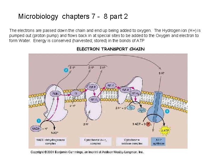 Microbiology chapters 7 - 8 part 2 The electrons are passed down the chain Microbiology chapters 7 - 8 part 2 The electrons are passed down the chain