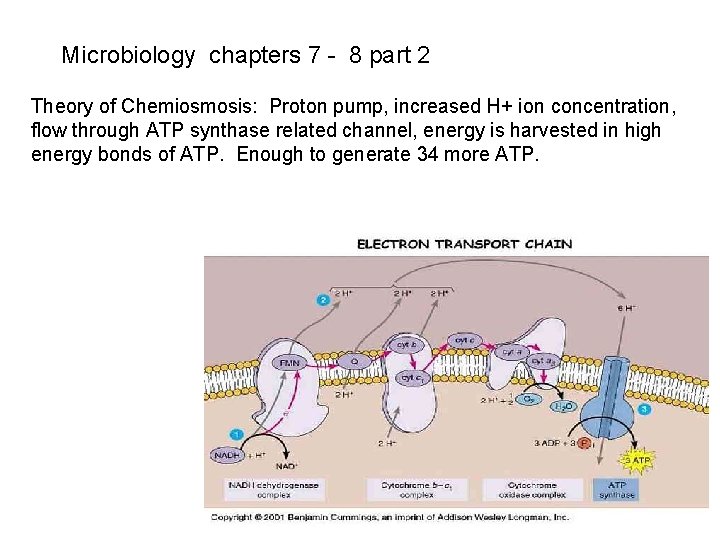 Microbiology chapters 7 - 8 part 2 Theory of Chemiosmosis: Proton pump, increased H+
