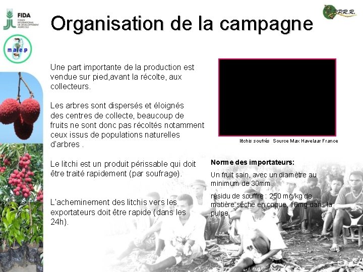 Organisation de la campagne Une part importante de la production est vendue sur pied,