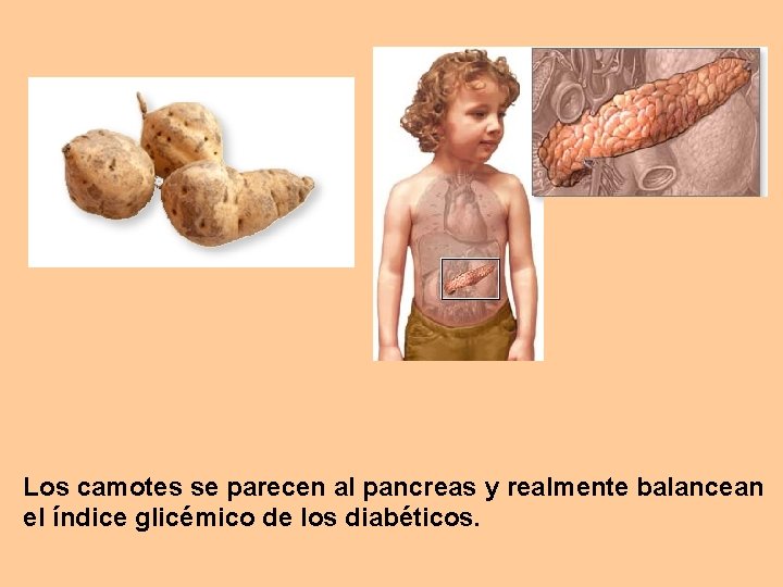 Los camotes se parecen al pancreas y realmente balancean el índice glicémico de los