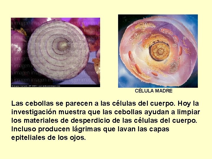 CÉLULA MADRE Las cebollas se parecen a las células del cuerpo. Hoy la investigación