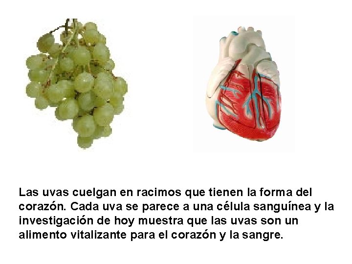 Las uvas cuelgan en racimos que tienen la forma del corazón. Cada uva se