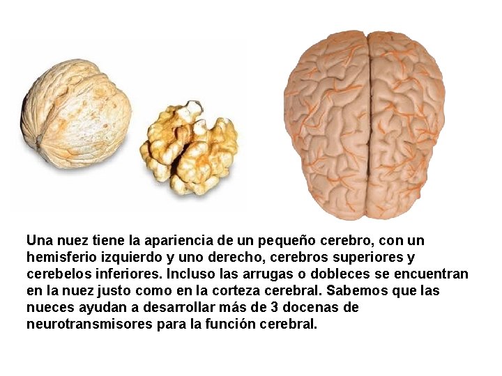 Una nuez tiene la apariencia de un pequeño cerebro, con un hemisferio izquierdo y