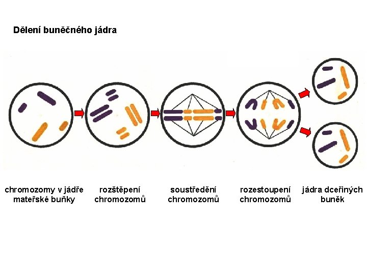 Dělení buněčného jádra chromozomy v jádře mateřské buňky rozštěpení chromozomů soustředění chromozomů rozestoupení chromozomů