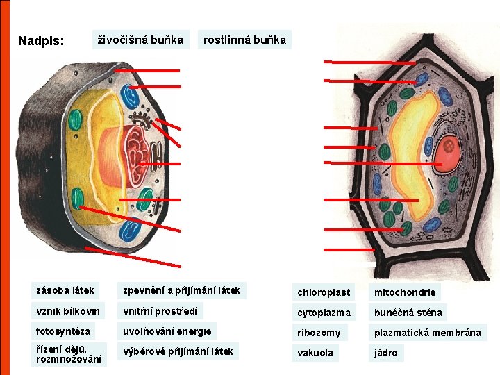 Nadpis: živočišná buňka rostlinná buňka zásoba látek zpevnění a přijímání látek chloroplast mitochondrie vznik