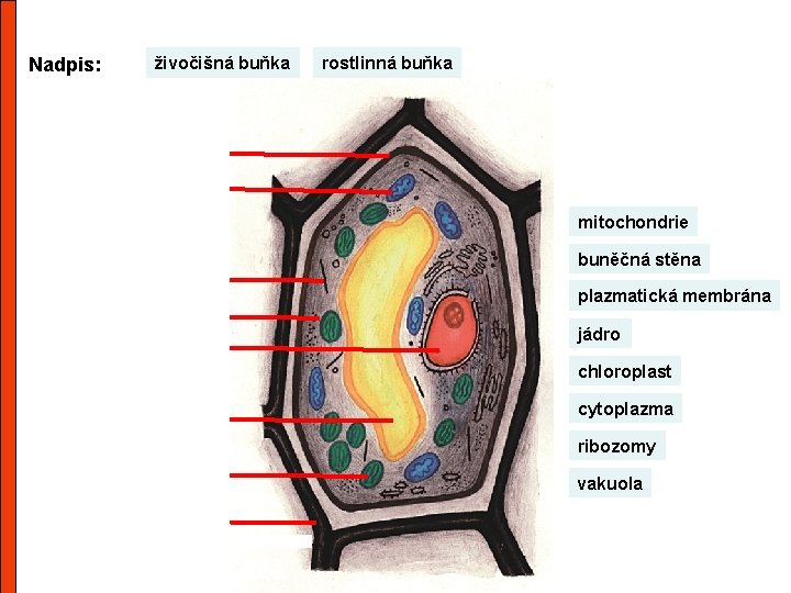 Nadpis: živočišná buňka rostlinná buňka mitochondrie buněčná stěna plazmatická membrána jádro chloroplast cytoplazma ribozomy