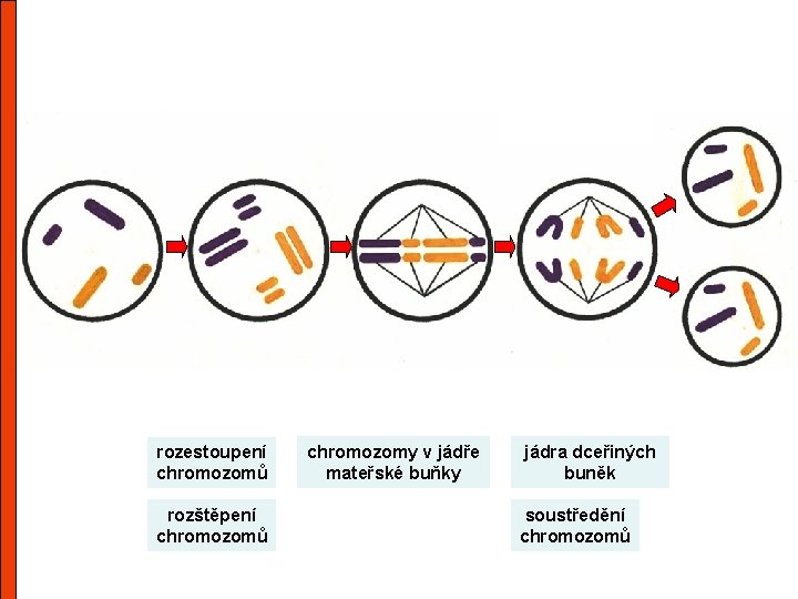 rozestoupení chromozomů rozštěpení chromozomů chromozomy v jádře mateřské buňky jádra dceřiných buněk soustředění chromozomů