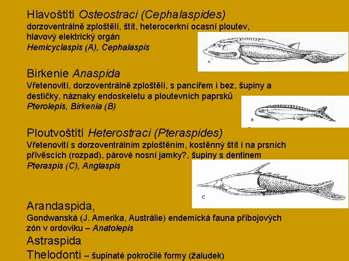 Hlavoštítí Osteostraci (Cephalaspides) dorzoventrálně zploštělí, štít, heterocerkní ocasní ploutev, hlavový elektrický orgán Hemicyclaspis (A),