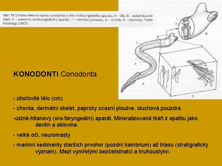 KONODONTI Conodonta - úhořovité tělo (cm) - chorda, dermální skelet, paprsky ocasní ploutve, sluchová