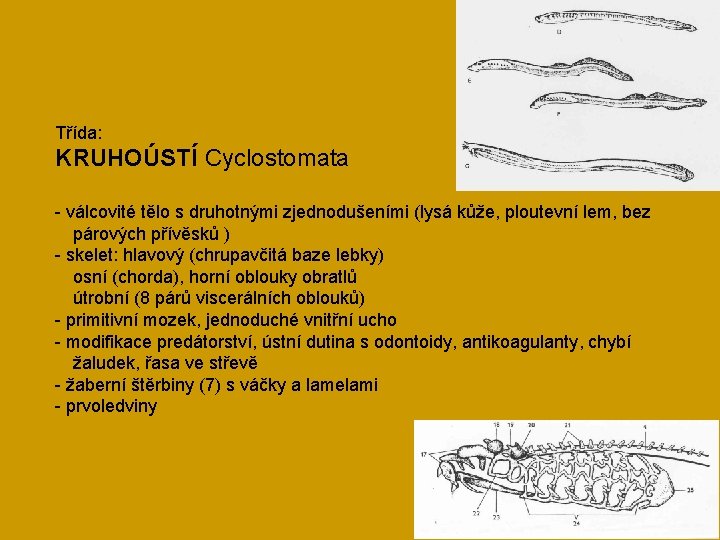 Třída: KRUHOÚSTÍ Cyclostomata - válcovité tělo s druhotnými zjednodušeními (lysá kůže, ploutevní lem, bez