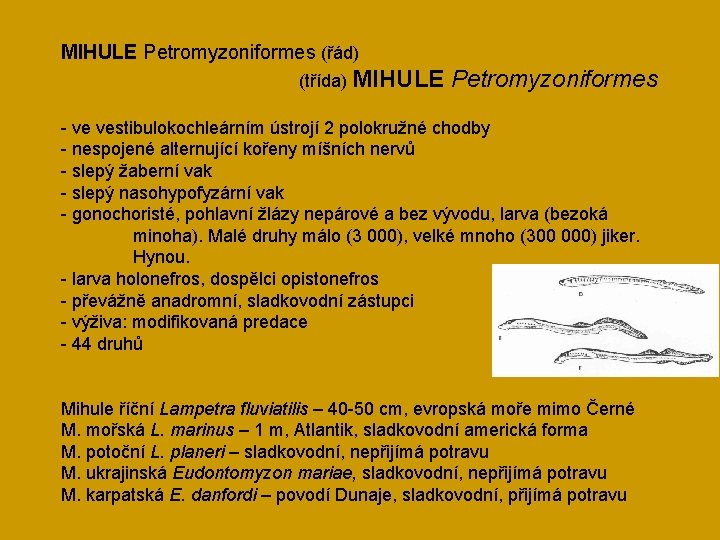 MIHULE Petromyzoniformes (řád) (třída) MIHULE Petromyzoniformes - ve vestibulokochleárním ústrojí 2 polokružné chodby -