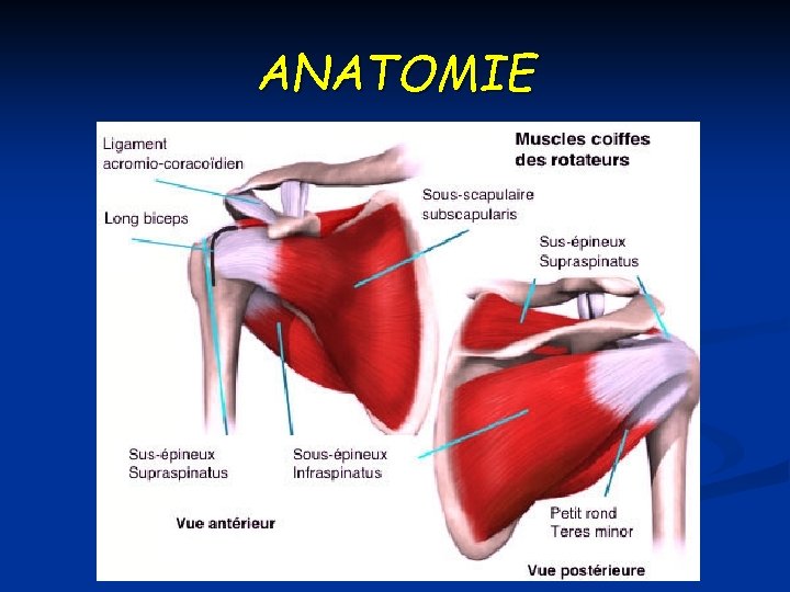 ANATOMIE 