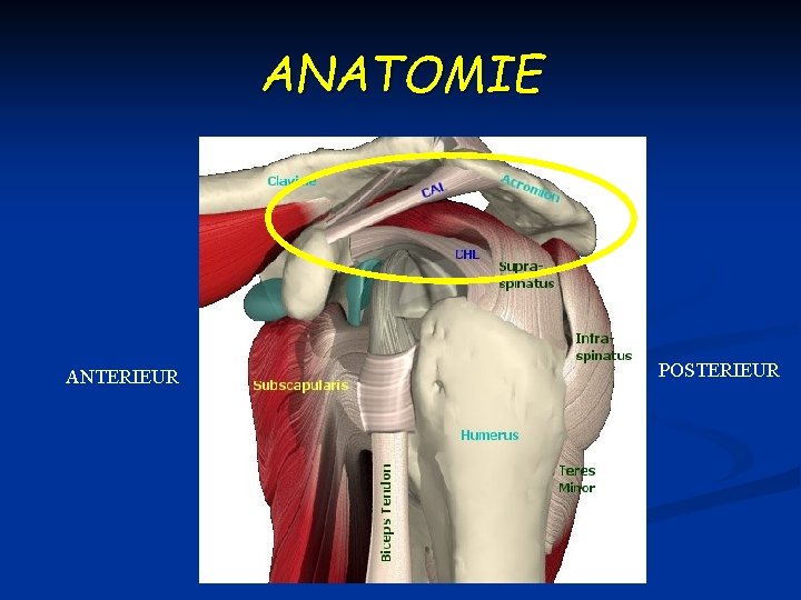 ANATOMIE ANTERIEUR POSTERIEUR 