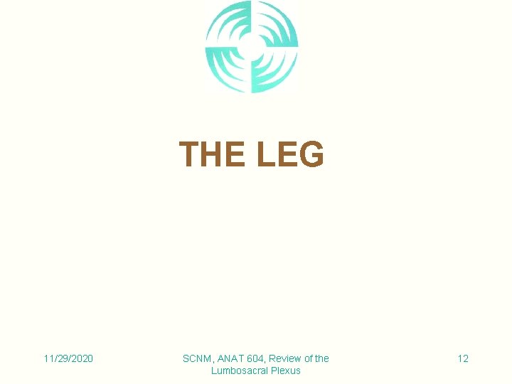 THE LEG 11/29/2020 SCNM, ANAT 604, Review of the Lumbosacral Plexus 12 