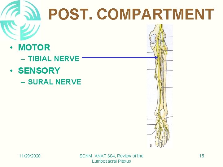 POST. COMPARTMENT • MOTOR – TIBIAL NERVE • SENSORY – SURAL NERVE 11/29/2020 SCNM,