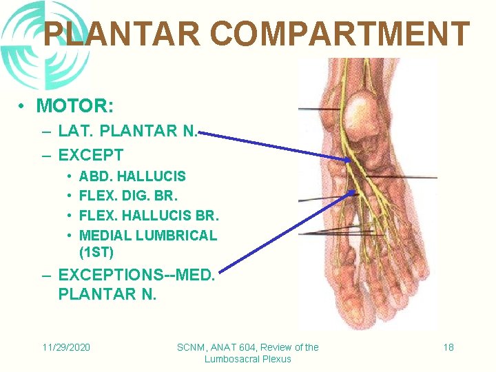 PLANTAR COMPARTMENT • MOTOR: – LAT. PLANTAR N. – EXCEPT • • ABD. HALLUCIS