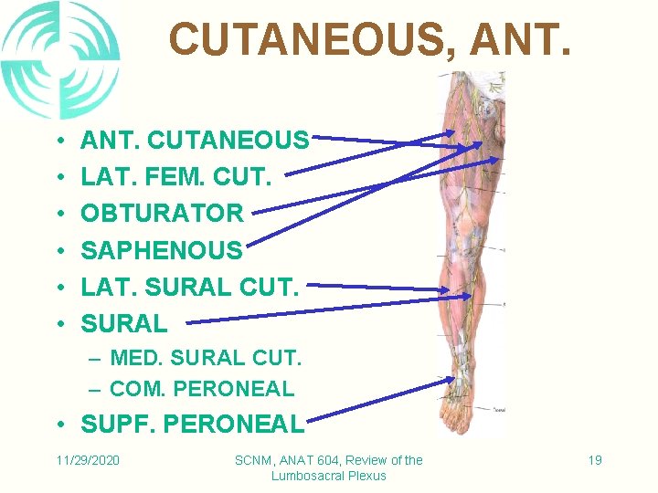 CUTANEOUS, ANT. • • • ANT. CUTANEOUS LAT. FEM. CUT. OBTURATOR SAPHENOUS LAT. SURAL